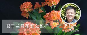 君子兰开花怎么维护