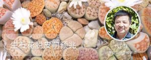 生石花脱皮前预兆