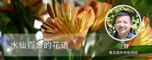 水仙百合的花语，花期多长时间