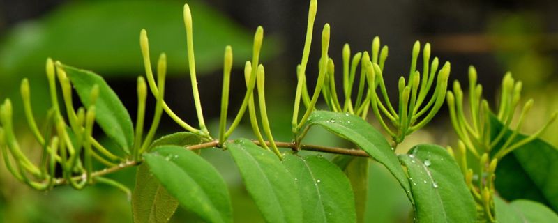 盆栽金银花的种植方法,时间和种植条件