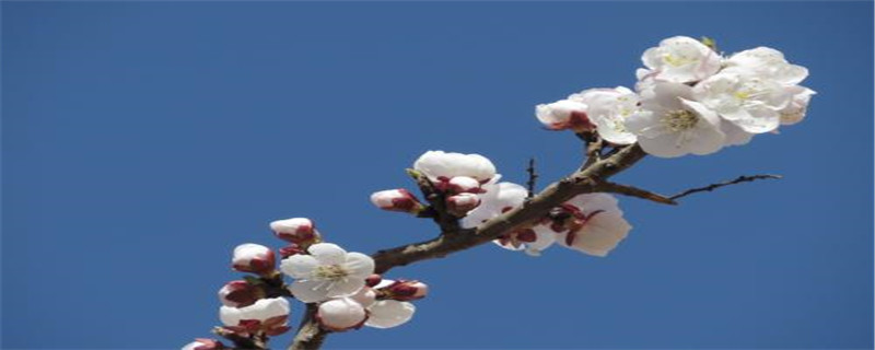 杏花哪个季节开放