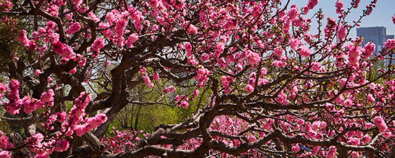 傢裡可以養桃花嗎