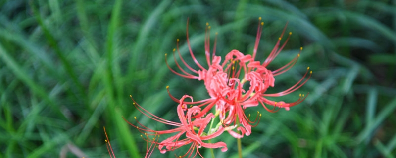 曼珠沙华的花语 曼珠沙华图片 花百科