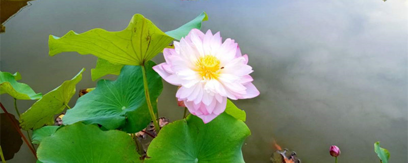 荷花的特点,什么季节开花