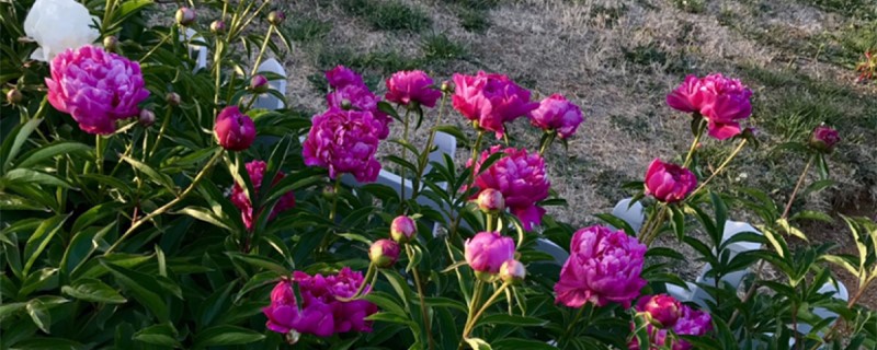 芍药花怎么养,芍药花图片