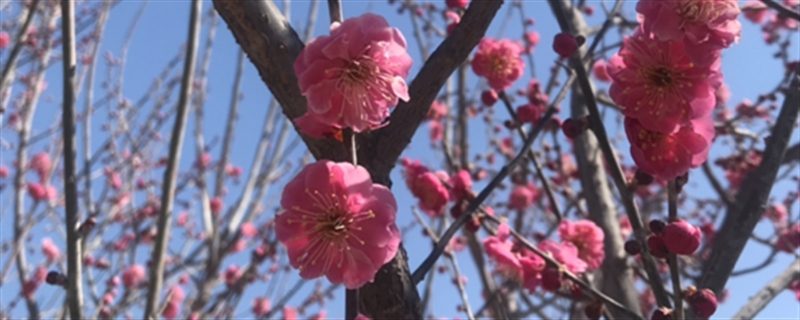 移栽梅花多久能生根,梅花何时移栽易成活