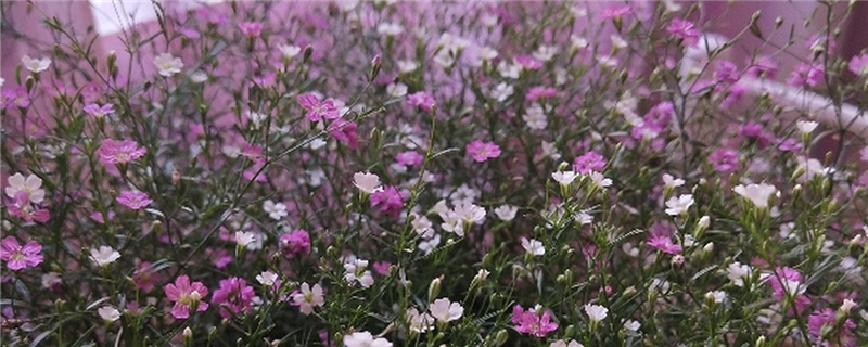 满天星是干花还是鲜花,多少钱一束