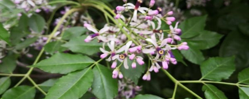 丁香花可以用种子繁殖吗,丁香花播种的时间