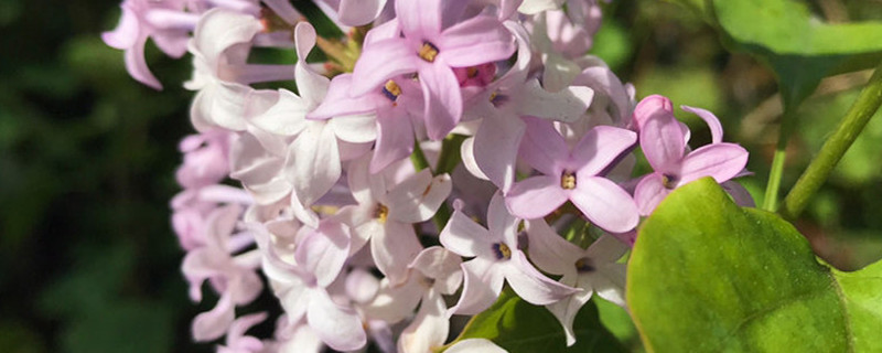 丁香花能泡茶喝吗 丁香花泡茶喝的好处 花百科