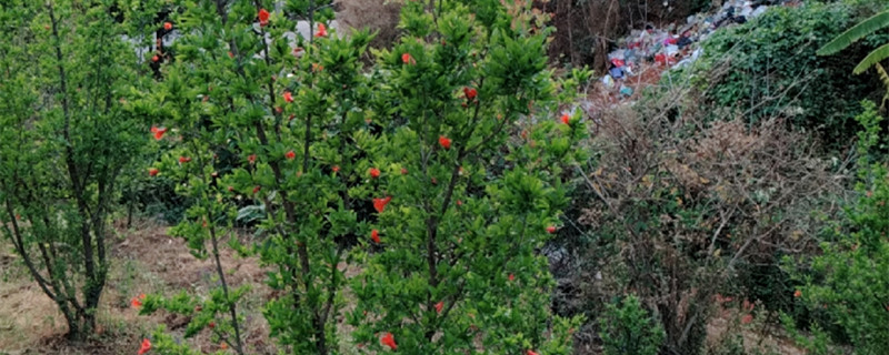 荔枝树苗种植方法,荔枝树图片