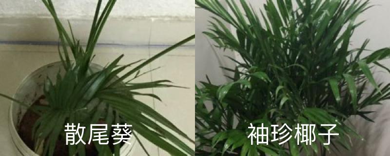 散尾葵和袖珍椰子的区别,哪个好养