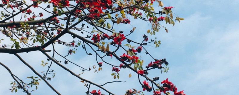 木棉花是哪个城市的市花,是什么时候开的