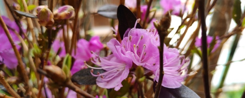 伊春适合养什么花,市花和市树是什么