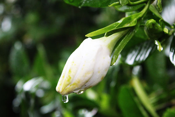 雨中梔子花