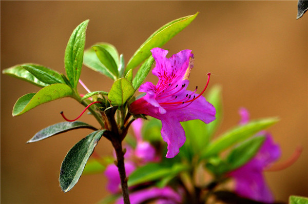 紫色杜鹃花