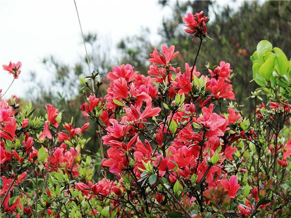 满山开遍杜鹃花