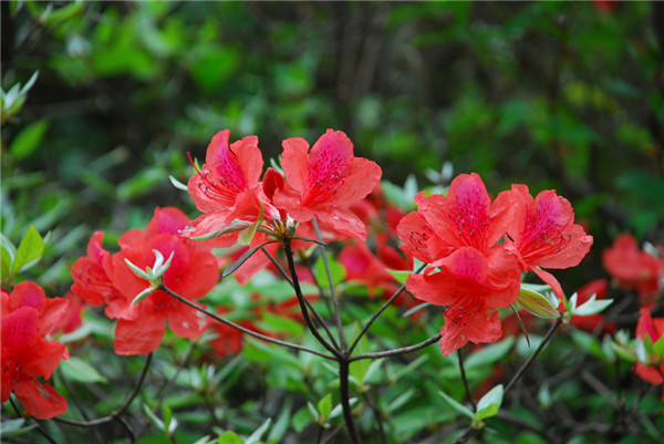 杜鹃花开正当时