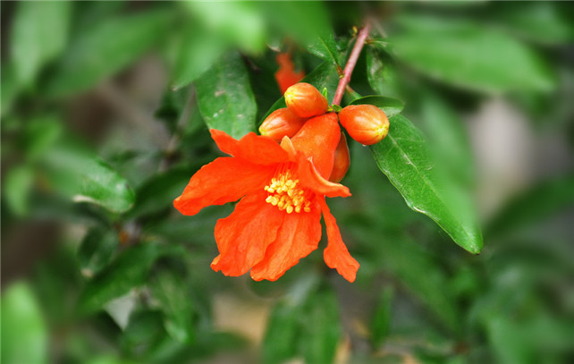 五月的花神——石榴花