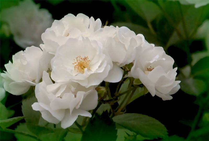 白蔷薇背景图图片