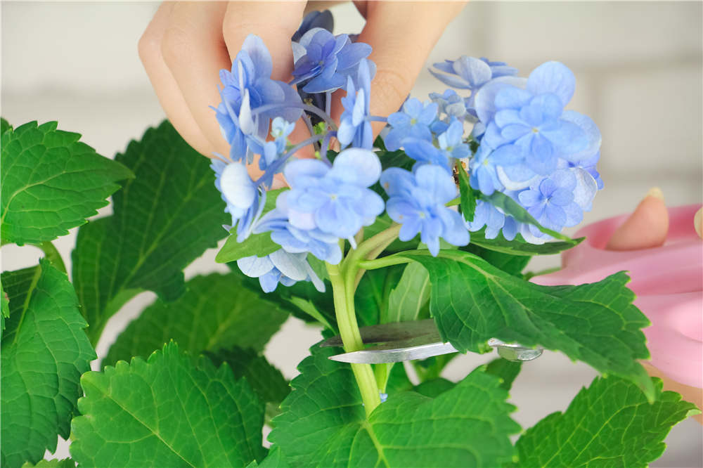 如何用芽插法繁殖八仙花(绣球花)