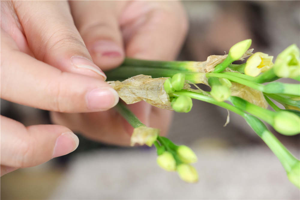 水仙花如何浇水