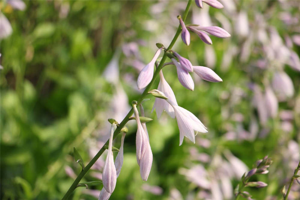 玉簪花四季管理要点