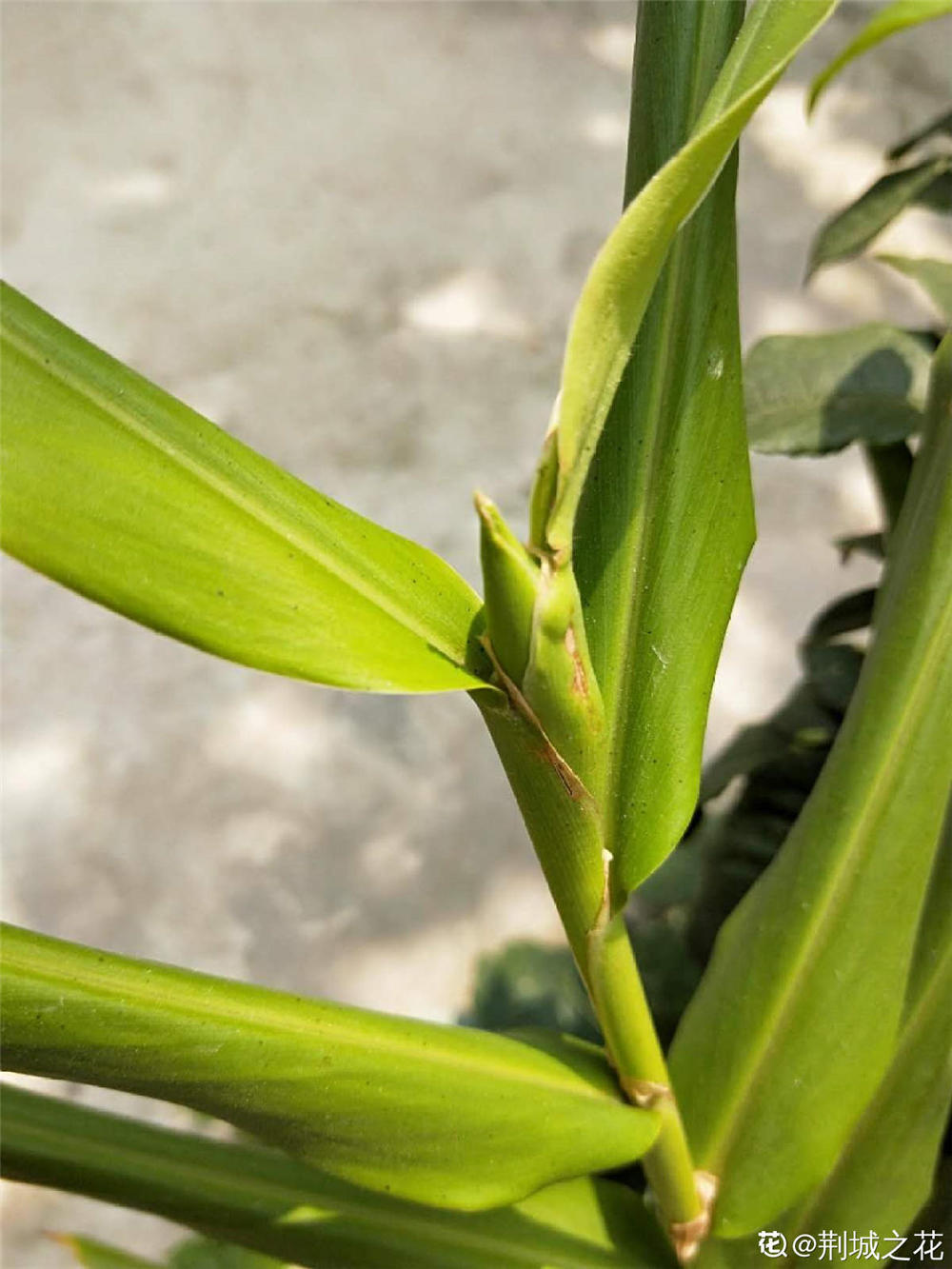 姜花适合在家庭养殖植吗