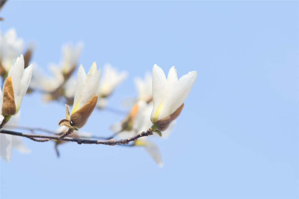 白兰花四季养殖护管理