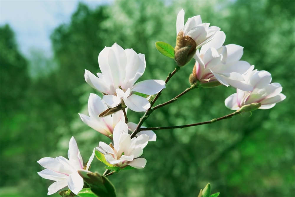 白兰花四季养殖护管理