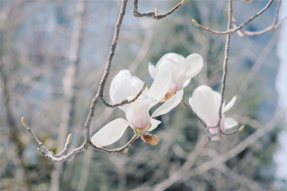 白兰花可以修剪吗