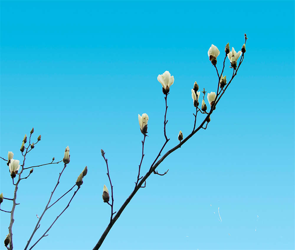 白兰花怎么繁殖 花百科