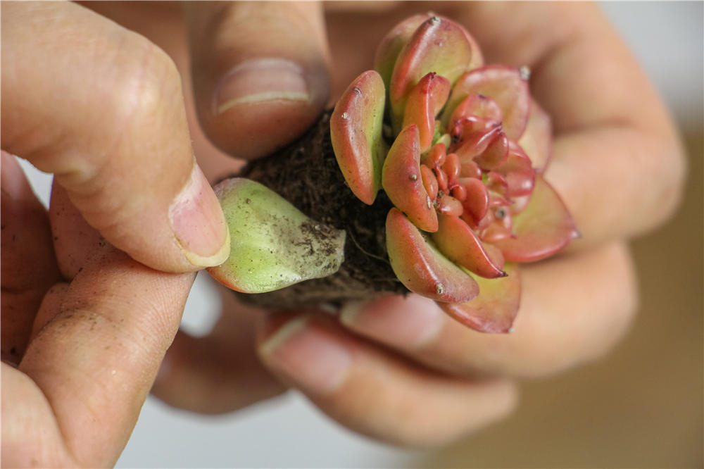 多肉植物繁殖方法