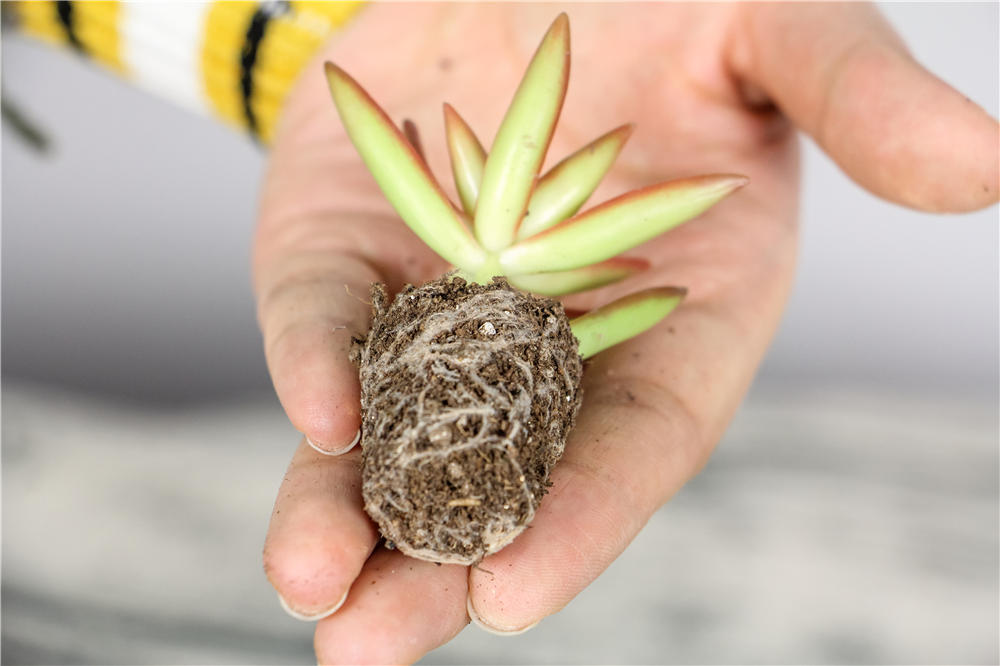 多肉植物的叶插繁殖方法