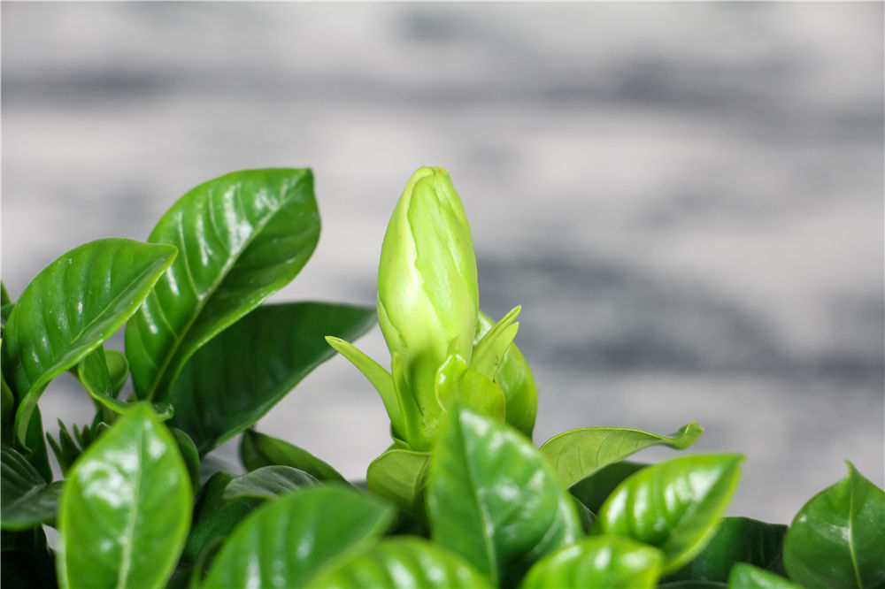 栀子花如何换盆