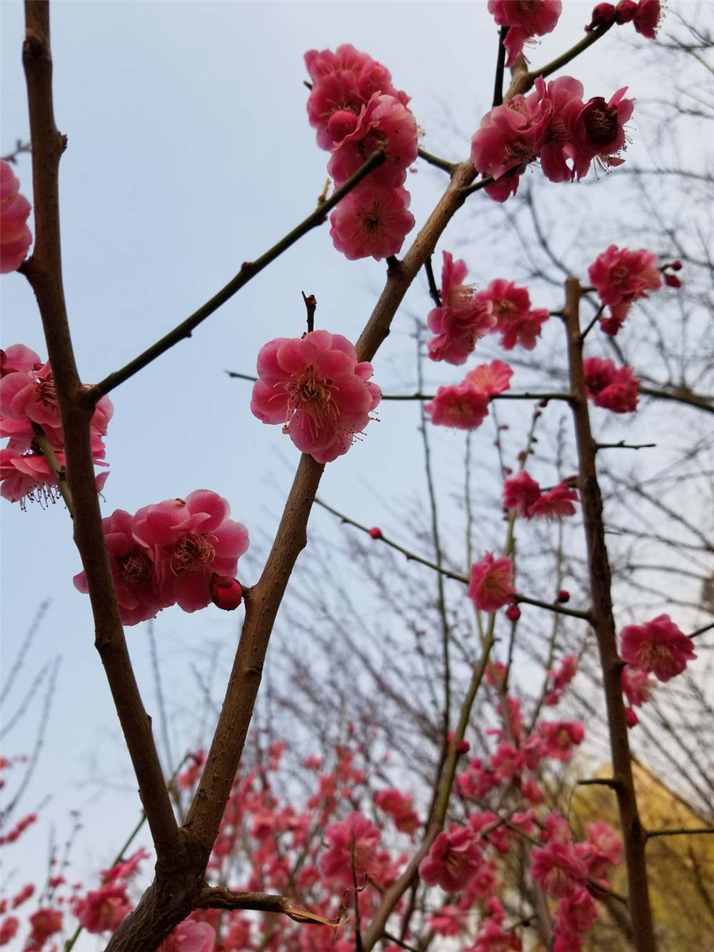 梅花如何修剪枝叶