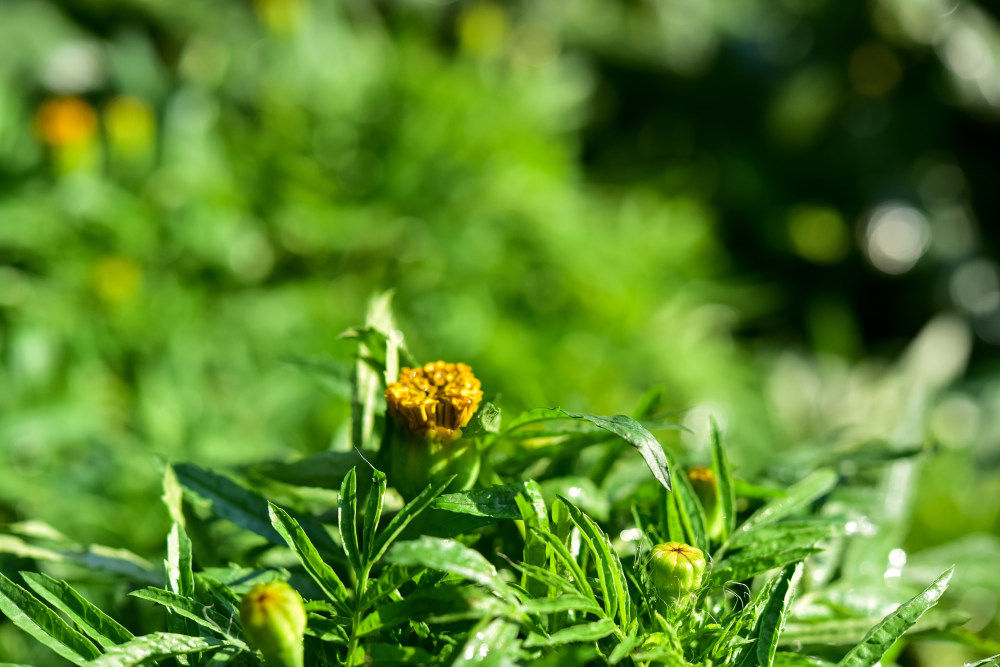 秋季如何种植玫瑰花