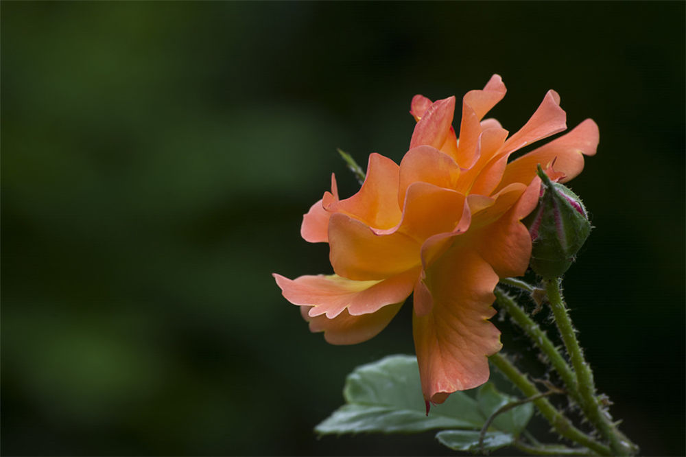 玫瑰花的种植方法和养殖护