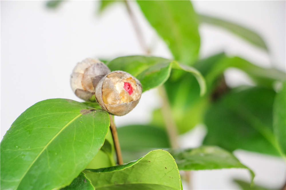 茶花如何上盆和换盆