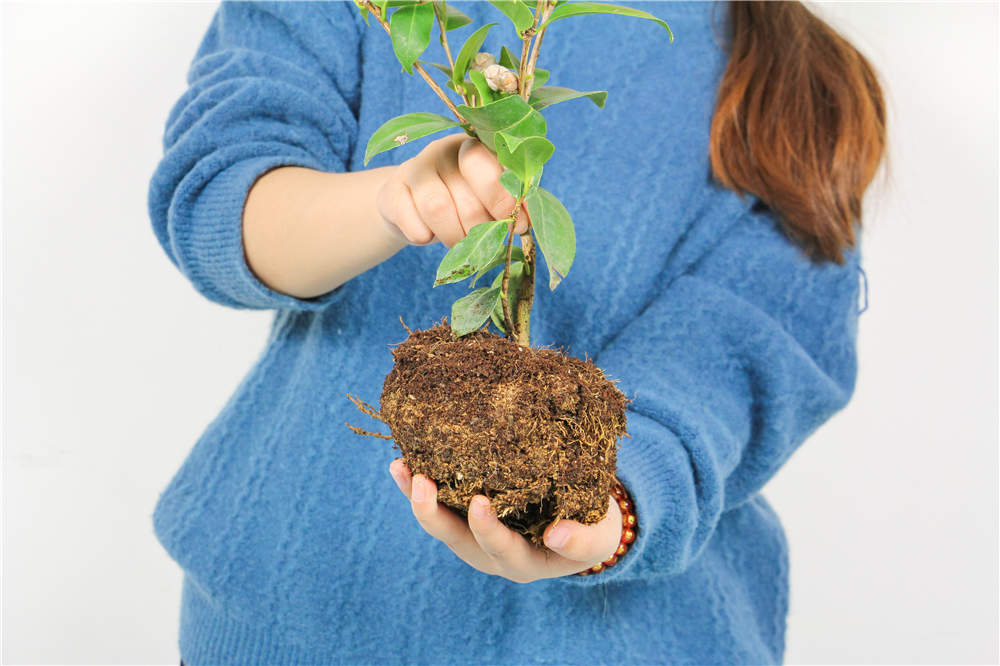 茶花如何上盆和换盆