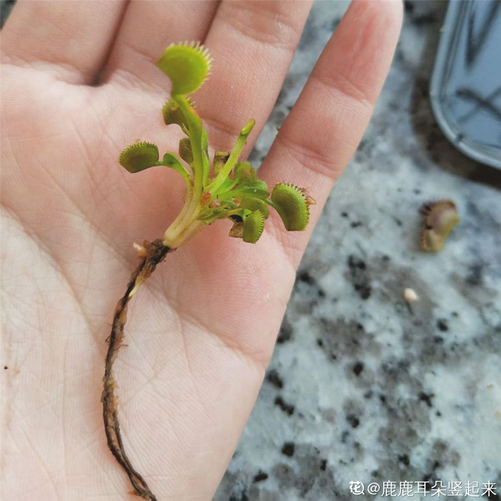 捕蝇草的繁殖方法