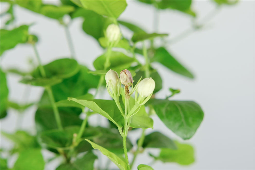 茉莉花如何移栽