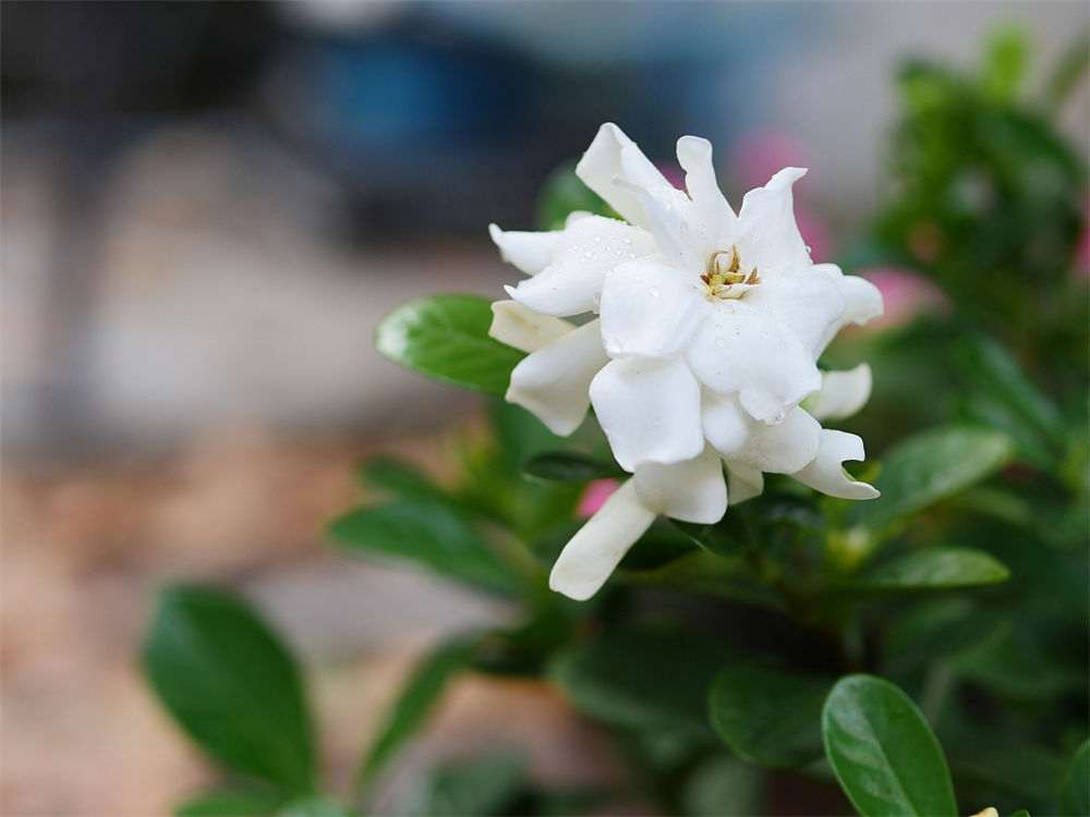 茉莉花如何移栽