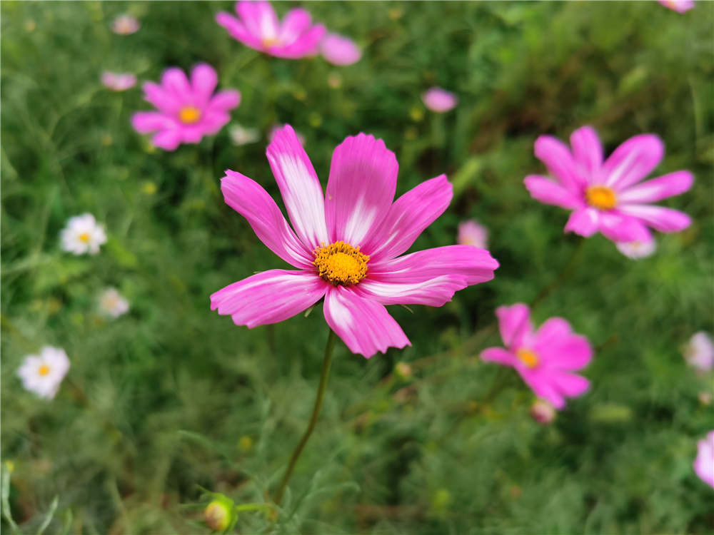 格桑花怎么种 花百科