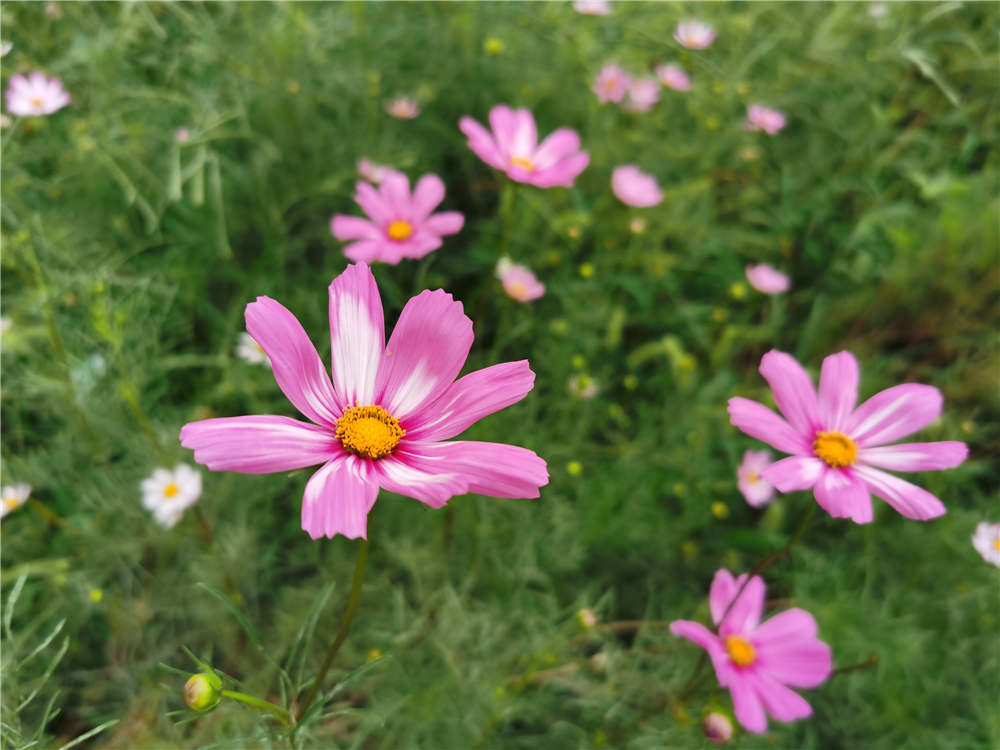 格桑花如何种