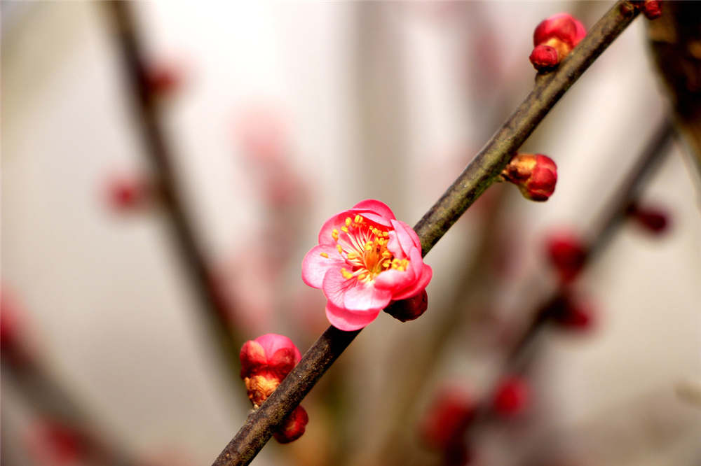 腊梅的花语和象征 腊梅花的寓意 桃丽网