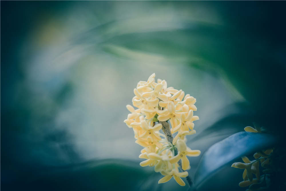 桂花的嫁接方法