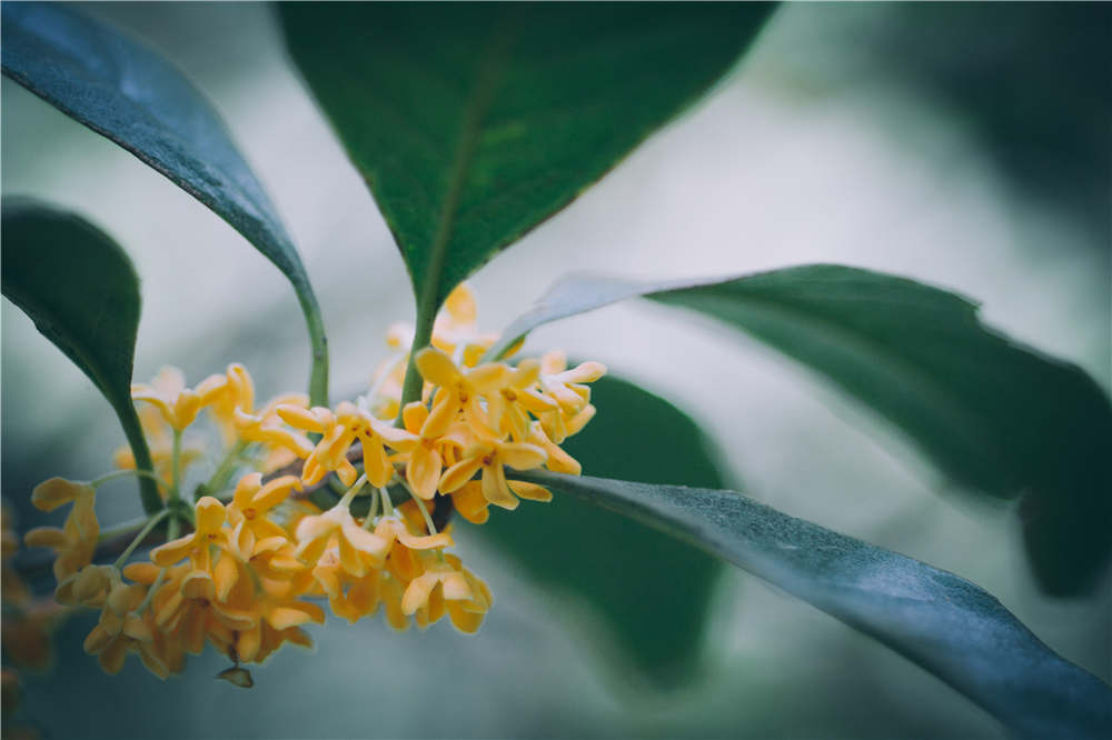 桂花的嫁接方法