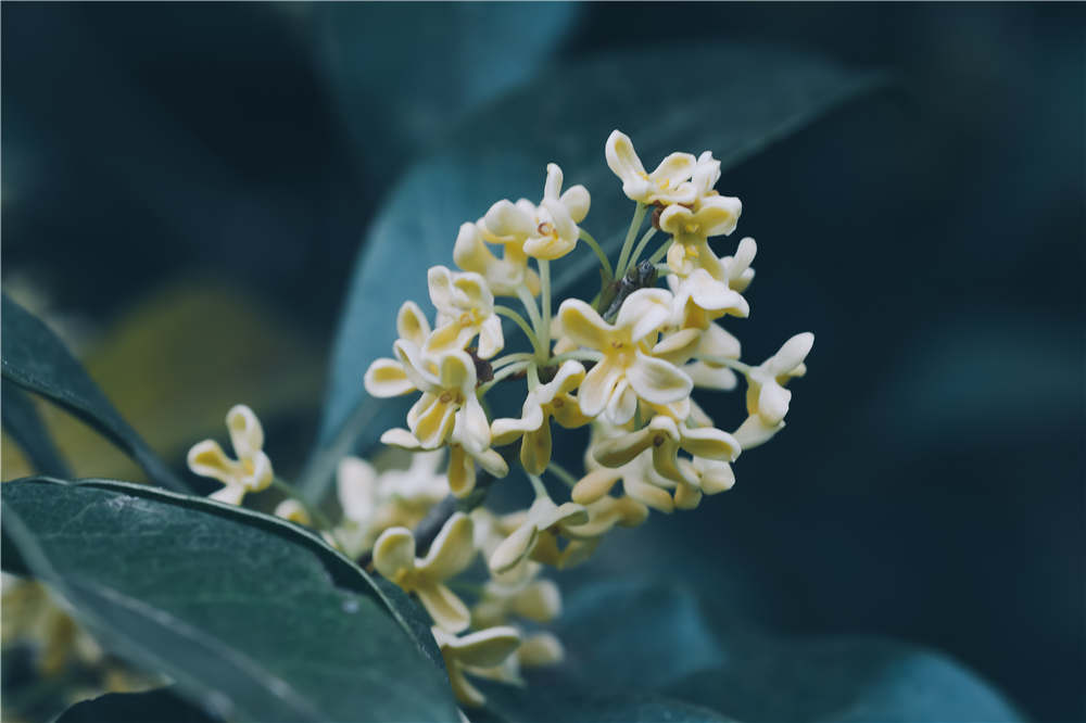 桂花的嫁接方法