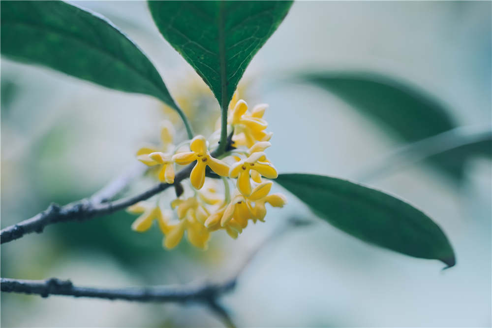 桂花的嫁接方法