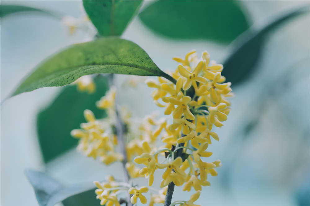 桂花的嫁接方法